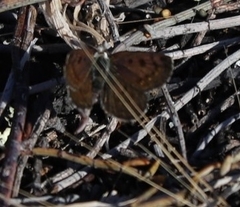 Lycaena boldenarum