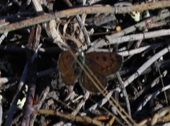 Lycaena boldenarum