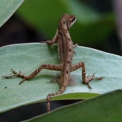 Anolis antonii