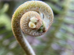 Dicranopteris pedata