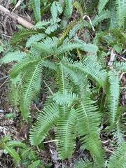 Dicranopteris pedata
