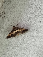 Nacoleia