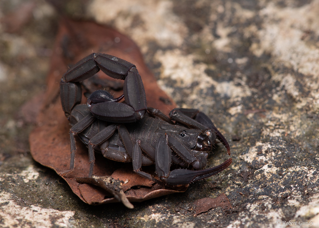 Bark Scorpions
