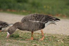 Anser albifrons albifrons