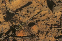 Austrogomphus