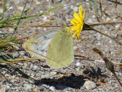 Colias vauthierii