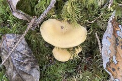 Cantharellus formosus