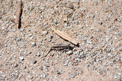 Austroicetes