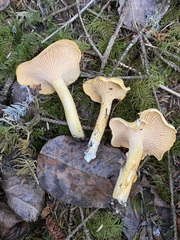 Cantharellus formosus
