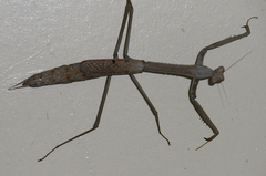 Archimantis armata