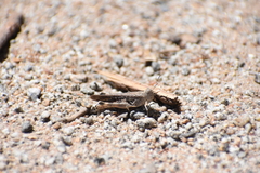 Austroicetes
