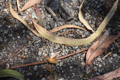 Ellipsidion humerale