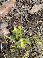 Lysimachia minima