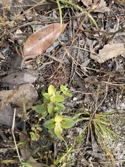 Lysimachia minima