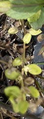 Lysimachia minima