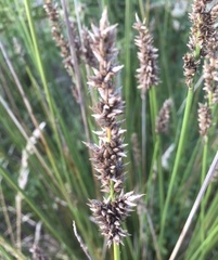 Carex tereticaulis