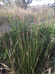 Carex tereticaulis
