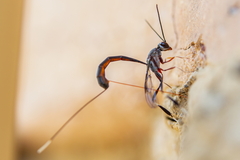 Gasteruption jaculator