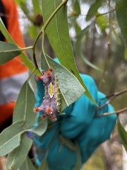 Doratifera vulnerans