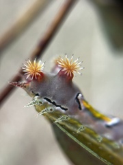 Doratifera vulnerans