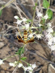 Poecilopompilus interruptus