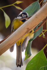 Falcunculus frontatus