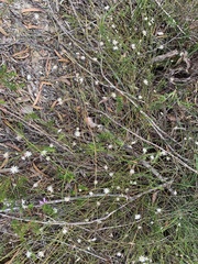 Actinotus minor