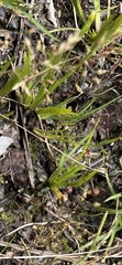 Xyris difformis