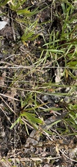 Xyris difformis
