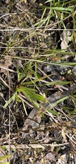 Xyris difformis
