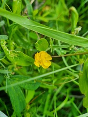 Ranunculus propinquus