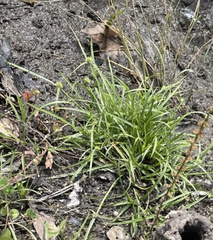 Cyperus hortensis