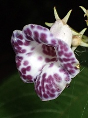 Monopyle
