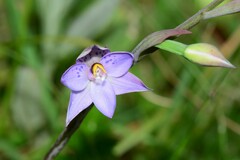 Thelymitra simulata