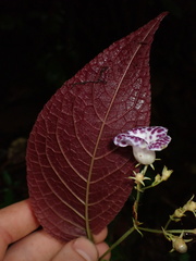 Monopyle