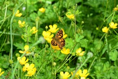 Heteronympha solandri