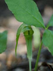 Arisaema acuminatum
