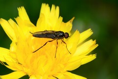 Chiromyzinae