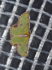 Eucyclodes buprestaria