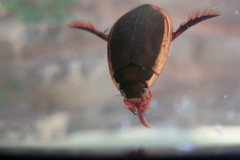 Cybister tripunctatus