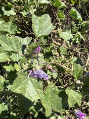 Malva nicaeensis
