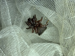Cyclocosmia