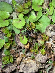 Cyclocosmia