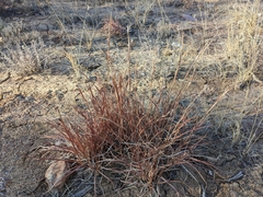 Schizachyrium scoparium