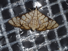 Aphytoceros lucusalis