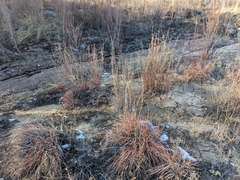 Schizachyrium scoparium