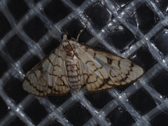 Aphytoceros lucusalis