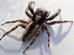 Menemerus bivittatus