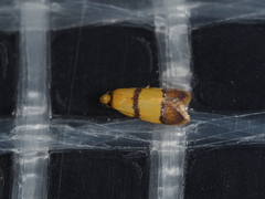 Heteroteucha translatella