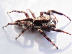 Menemerus bivittatus